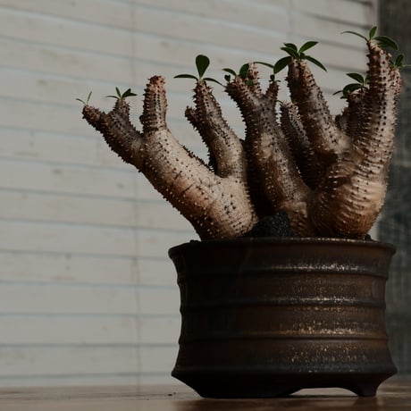 マカイエンセ L - 魔界玉 -［No.194］  ×  磯部祐介 作「 瓦 - kawara -  金剛 」5号 植木鉢 笠間焼