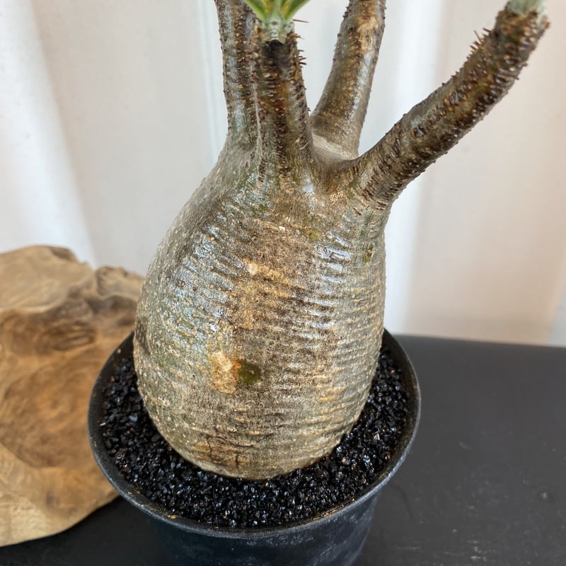 グラキリス 発根済 小～中ぶり2020年8月輸入 現地株】BH-C47 化粧石