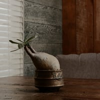 グラキリス  φ8.5cm - 象牙宮 -［No.67］  ×  磯部祐介 作「 瓦 - kawara -  "金剛 飛び鉋 ver. "」3号 植木鉢 笠間焼