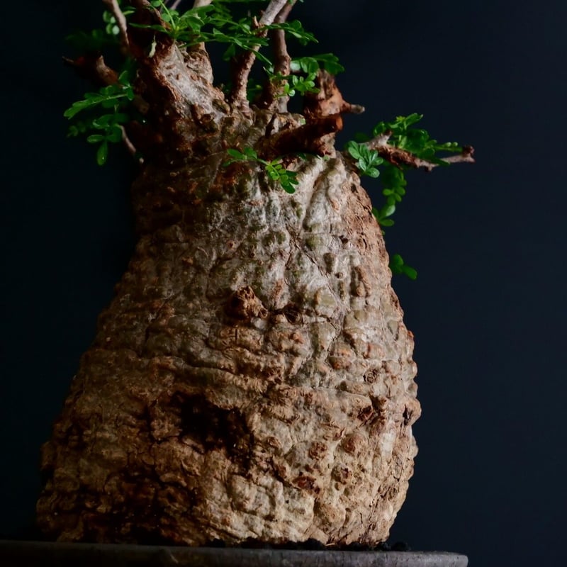 発根済 低重心 大型 パキプス 04 × 