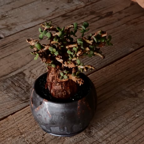 ケラリア ピグマエア［No.76］  × 磯部祐介 作品【 円 - 闇堕ち - 】2.5号 植木鉢 笠間焼