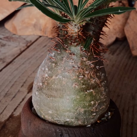 グラキリス φ6cm - 象牙宮 -［No.121］  × 磯部祐介 作「 匣 - kou - 」2号 植木鉢 笠間焼