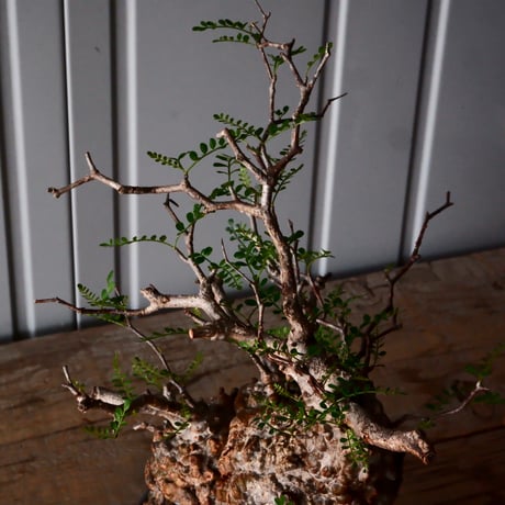 オペルクリカリア パキプス φ 14cm［No.33］  × 沖誠 作「Spilal - 燻銀彩 - / round 」 4号 植木鉢 笠間焼