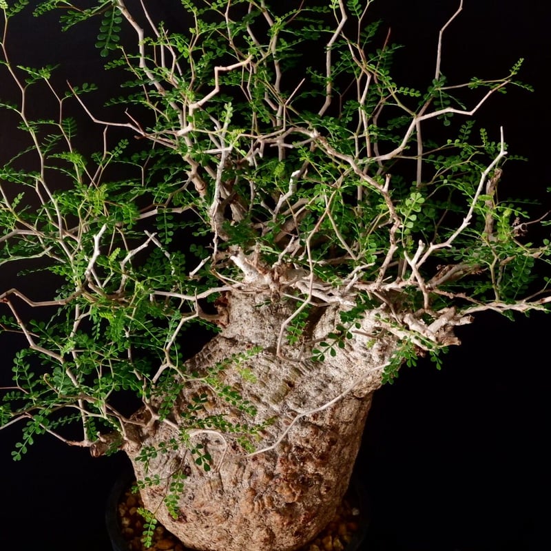 巨大 オペルクリカリア パキプス 抜き苗 巨大 オペルクリカリア パキプス［No.12］ | Botanical Holic