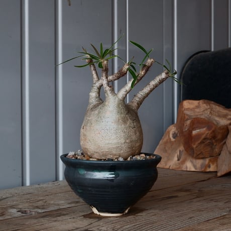 祥瑞写 鉢 村田森 森田昌求 | STORES