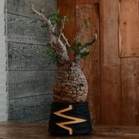 オペルクリカリア パキプス φ12cm［No.14］  ×   根本峻吾 作 S.N POT type.cylinder「 雷電 」limited color - Ocher - 4号 植木鉢