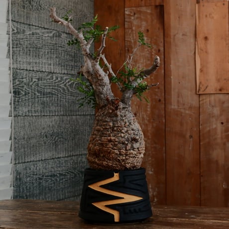 オペルクリカリア パキプス φ12cm［No.14］  ×   根本峻吾 作 S.N POT type.cylinder「 雷電 」limited color - Ocher - 4号 植木鉢