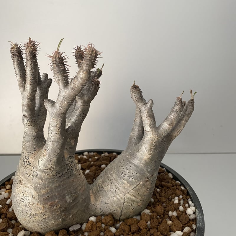 多頭 マルチヘッド グラキリス 現地株 2021年2月輸入 発根管理中 BG