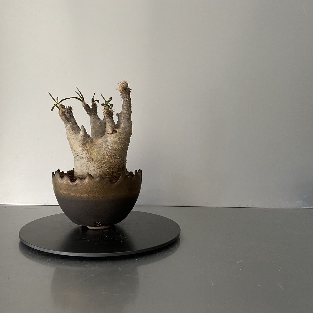 グラキリス 丸型 発根済 鬼兜 グラキリス BG-188 × S.N.Pot 