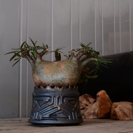グラキリス φ13cm  - 象牙宮- ［No.28］  ×   根本峻吾 作 S.N POT type.cylinder「 鐡 - 黒焔 - 」4号 植木鉢 笠間焼