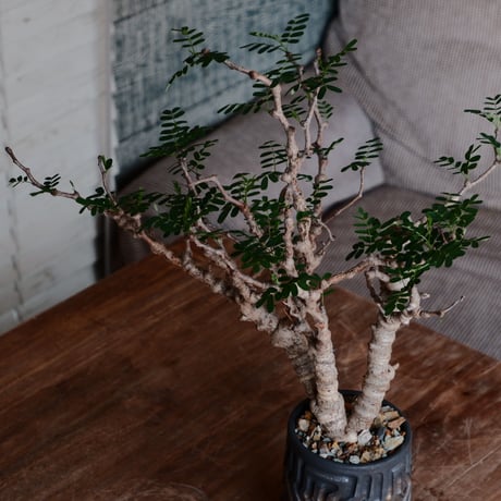センナ メリディオナリス［No.31］  ×  根本峻吾 作 S.N POT type.tall「 鐡 - kurogane - 」3号 植木鉢 笠間焼