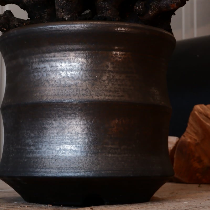 オトンナ　ユーフォルビオイデス　現地株　大株　長期管理株 大株 】オトンナ ユーフォルビオイデス ［No.88］ × 松野然【 ZEN 】 5