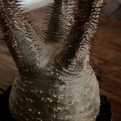 グラキリス φ9.5cm - 象牙宮 - ［No.75］  ×   根本峻吾 作 S.N POT type.round「 黒焔 - kokuen - 」4号 植木鉢 笠間焼
