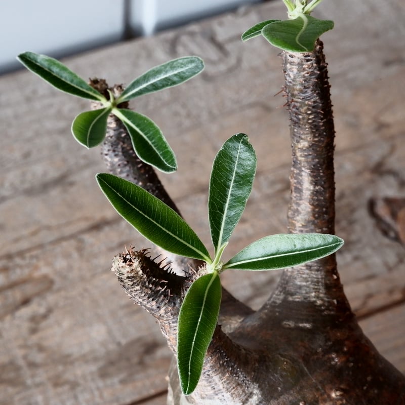 グラキリス φ9.5cm - 象牙宮 - ［No.42］ × 沼野秀章 作「 black