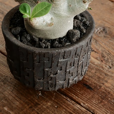 《超人》アデニウム アラビカム " スーパードワーフ " φ6cm［No.10］  ×   沼野秀章 作「 black wrap 」3号 植木鉢 笠間焼