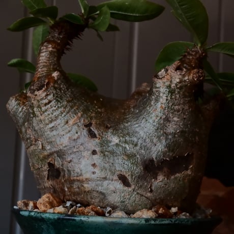 マカイエンセ φ11cm - 魔界玉 - ［No.20］  ×   森田昌求 作 「 CLAW /  BORDER  」 4号 植木鉢 笠間焼