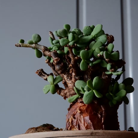 ケラリア ピグマエア 現地株 発根済［No.26］  ×   森田昌求 作 「 Abstract Scratch」 4号 植木鉢 笠間焼