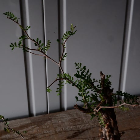 オペルクリカリア パキプス φ 11cm［No.28］  × 杉山悠 作 3号 植木鉢 笠間焼