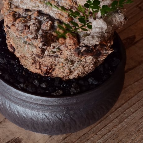 オペルクリカリア パキプス φ 11cm［No.23］  × 磯部祐介 作「 円 - 闇堕ち - "飛び鉋"」4号 植木鉢 笠間焼