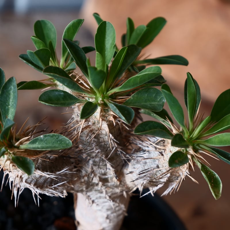 ユーフォルビア ギラウミニアナ 輸入株［No.47］ 4号鉢 | Botanical Holic