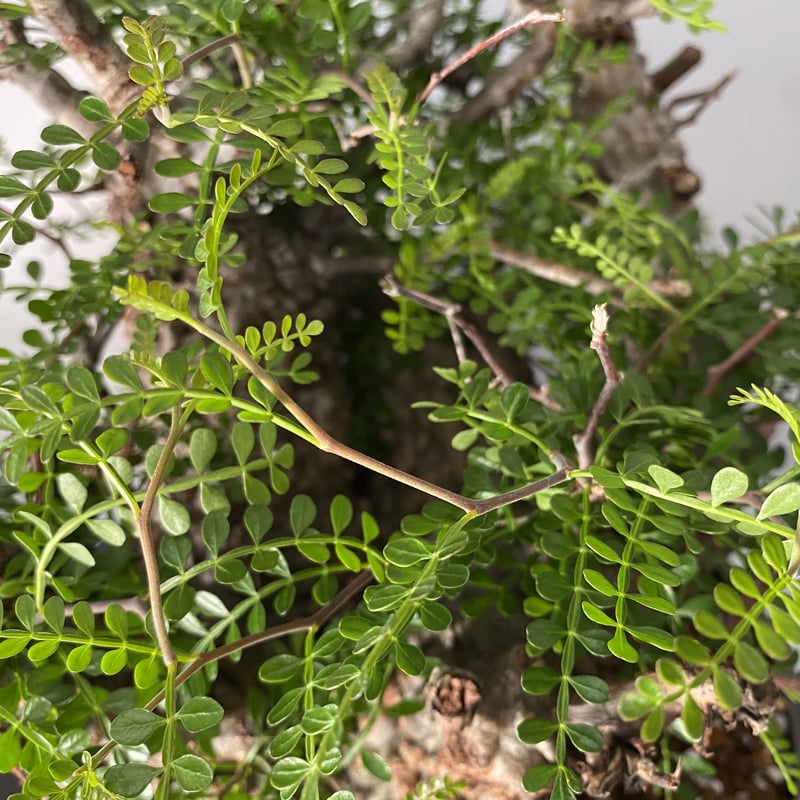 五頭 オペルクリカリア パキプス 発根済［P-13］ Five-Head Operculica