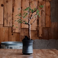 コミフォラ モンストローサ［No.24］  ×  磯部祐介 作「 瓦 - kawara - 闇堕ち tall ver.」3号 植木鉢 笠間焼