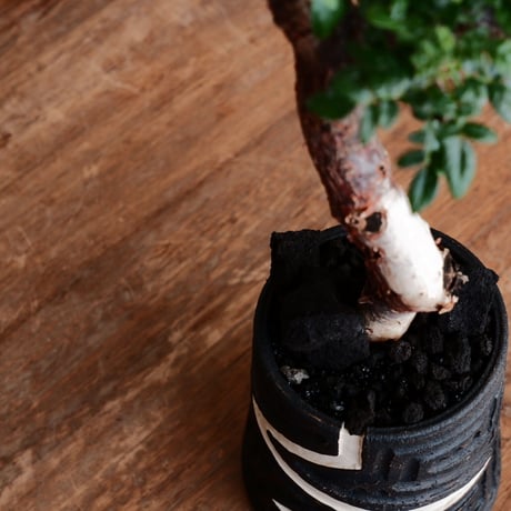 コミフォラ モンストローサ［No.37］  ×  根本峻吾 作 S.N POT type.tall「雷電」3号 植木鉢 笠間焼
