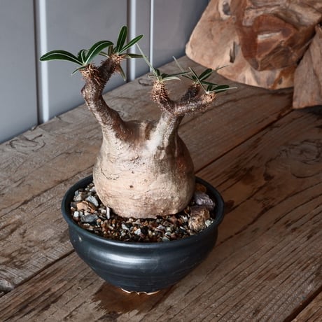 グラキリス φ8.5cm - 象牙宮-［No.54］× 森田昌求 作【 CLAW - BORDER - 】4号 植木鉢 笠間焼