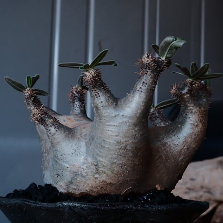 マカイエンセ φ10cm - 魔界玉 - ［No.09］  ×   沼野秀章 作「 black wrap 」4号 植木鉢 笠間焼