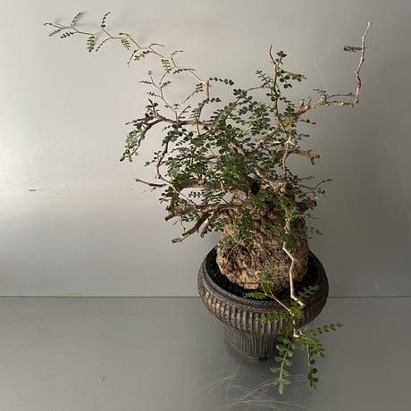 発根済 オペルクリカリア パキプス P-49  ×【作家 小野瀬 一 】"shinogi" 5.5号 植木鉢