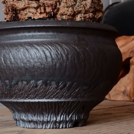 オペルクリカリア パキプス φ 11cm［No.23］  × 磯部祐介 作「 円 - 闇堕ち - "飛び鉋"」4号 植木鉢 笠間焼