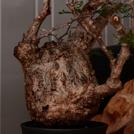 オペルクリカリア パキプス φ9.5cm［No.23］  × 杉山悠 作 3.5号 植木鉢 笠間焼