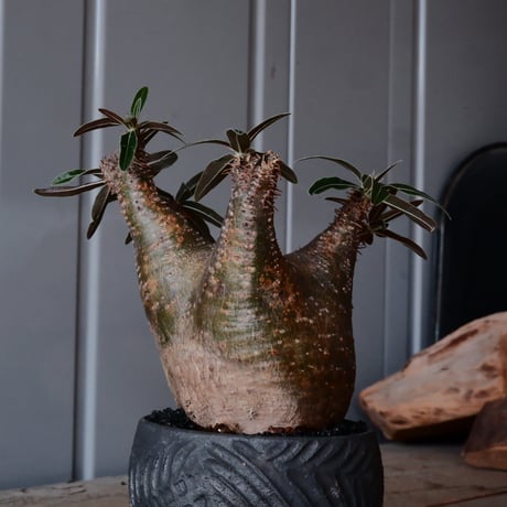 グラキリス φ8cm - 象牙宮 -［No.52］  ×    與那嶺大輔 作 「琉球飛鉋」3号 植木鉢