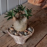 グラキリス φ7.5cm - 象牙宮 -［No.66］  ×   沼野秀章 作「 刻ム音 」4号 植木鉢 笠間焼