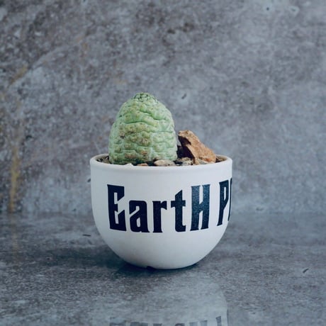 仏頭玉 ラリレアキア カクティフォルメ  No.02  ×   " EartH POWER " DESIGN POT / WHITE