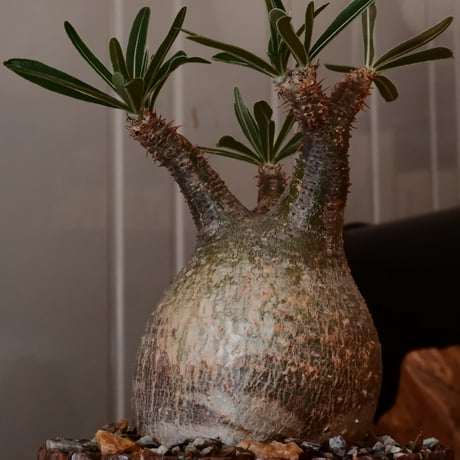 【 φ8cm 】グラキリス - 象牙宮 - ［No.245］  × 中野明彦 作 「 KIRIKO」4号 植木鉢 笠間焼