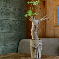 発根済 デロニクス プミラ BDP-07 | Botanical Holic