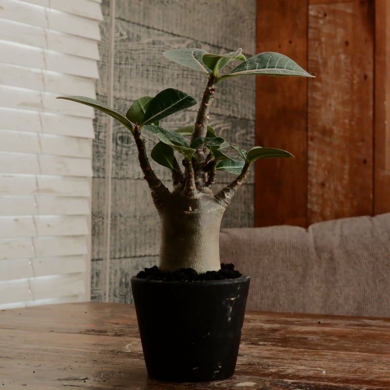 アデニウム アラビカム 