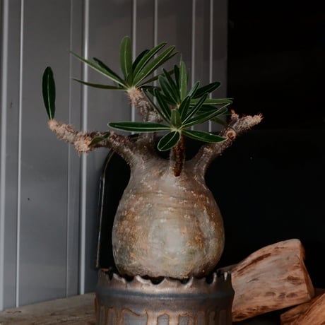 グラキリス φ10cm  - 象牙宮- ［No.229］  ×   根本峻吾 作 S.N POT type.cylinder「 黑焰 - kokuen - 」4号 植木鉢 笠間焼