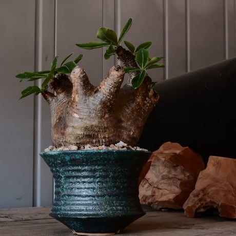 マカイエンセ φ11cm - 魔界玉 - ［No.20］  ×   森田昌求 作 「 CLAW /  BORDER  」 4号 植木鉢 笠間焼