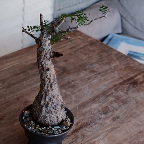 発根済 オペルクルカリア パキプス［No.53］  ×  松野然 作「ZEN」4号 植木鉢