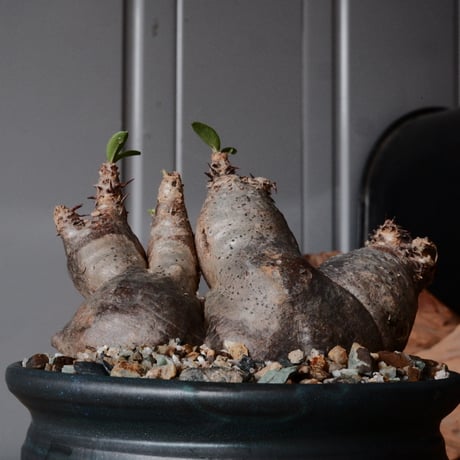 マカイエンセ  φ11cm ［No.66］  ×  森田昌求 作【 CLAW / BORDER 】 4号 植木鉢 笠間焼