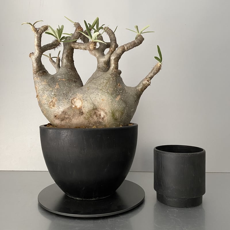 特大多頭！グラキリス パキポディウム トリプルヘッド 現地球