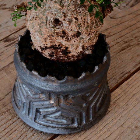 オペルクリカリア パキプス φ 10cm［No.04］  ×   根本峻吾 作 S.N POT  type.cylinder「 鐡 - 黒焔 - 」 4号 植木鉢