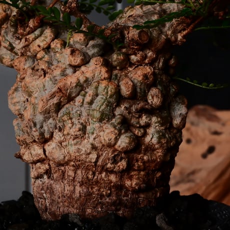 オペルクリカリア パキプス φ8cm［No.26］  × 沖誠 作品【 Bark / upper spread 】3号 植木鉢 笠間焼