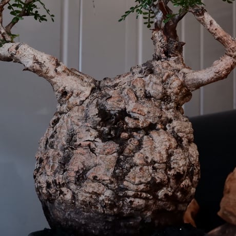 オペルクリカリア パキプス φ 14cm［No.09］  ×   與那嶺大輔 作 「琉球飛鉋」5号 植木鉢