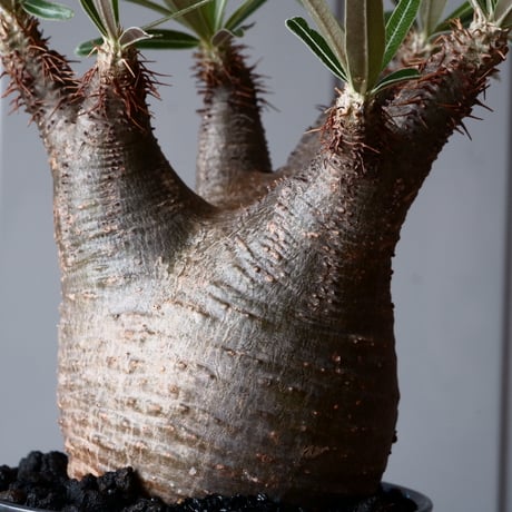 グラキリス φ8.5cm - 象牙宮-［No.13］×  坂本新 作「 LUSTER BLACK  」3.5号鉢 笠間焼 植木鉢