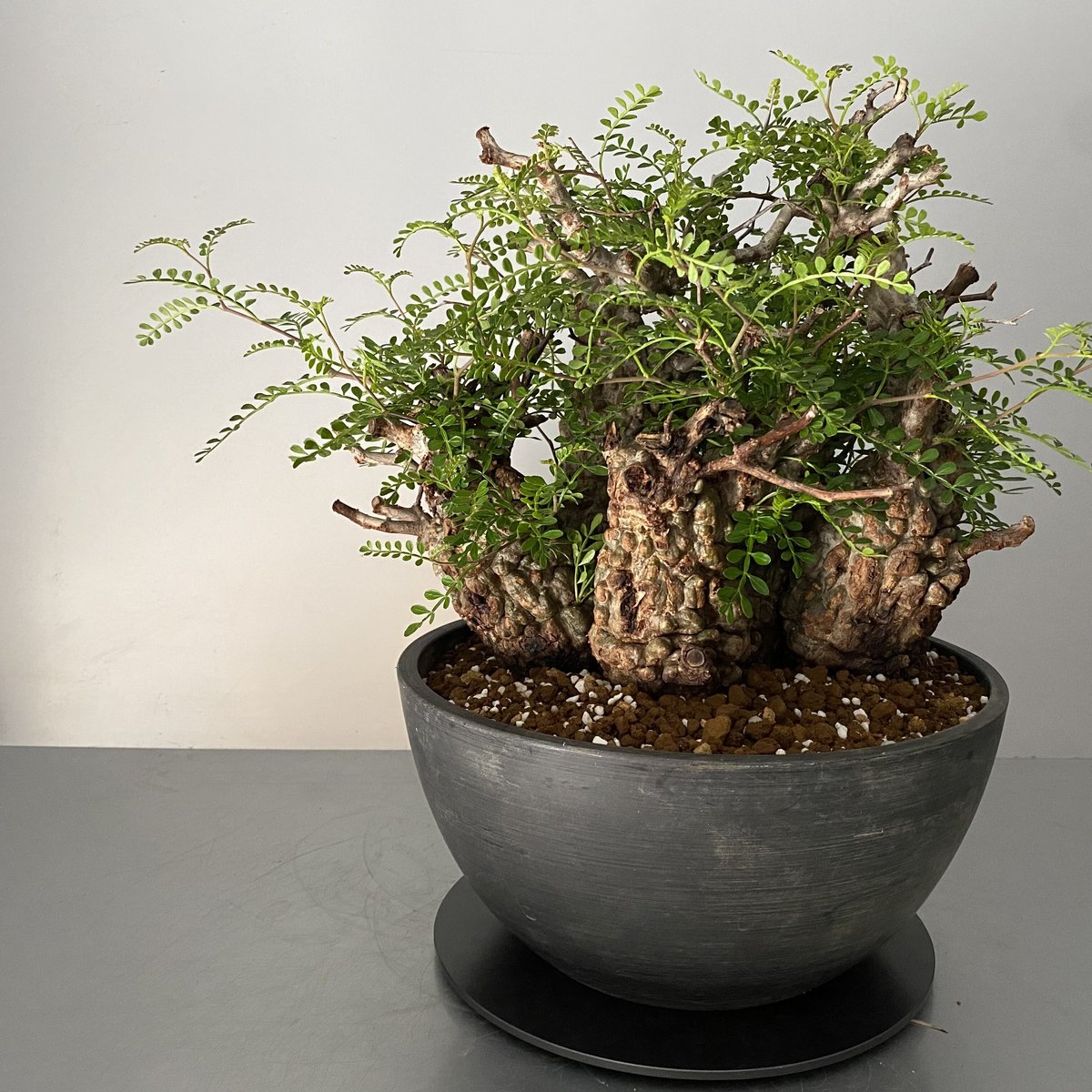 五頭 オペルクリカリア パキプス 発根済［P-13］ Five-Head