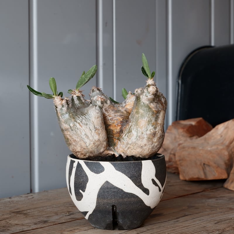 中株 パキポディウム ブレビカリックス 輸入株［No.20］ × 沼野秀章