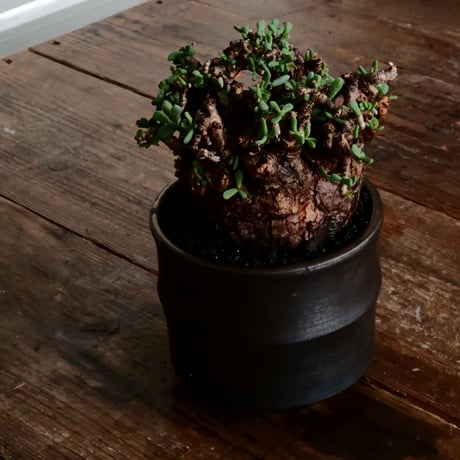 ケラリア ピグマエア 発根済［No.21］  × 松野 然 作 「ZEN」 4号 植木鉢